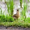 鳥観察記録：ヒバリの早朝餌探し