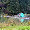 カワセミの池（新潟県見附）