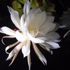 今年の月下美人は元気一杯です。　～オレンジ家の裏庭だより