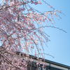 京都嵐山・桜と雀