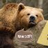 石の上にも3年や継続は力なりって本当か？悶々とするわぁ～