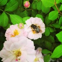 生はちみつ情報サイト。Bee LOVE