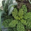 秋冬野菜を育苗中①　黒キャベツと２種のケール
