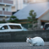 近隣住宅街のねこさん