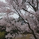 金沢城新丸「桜の園」