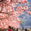 狩野川沿いの河津桜①