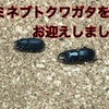 アマミネブトクワガタの飼育を始めました！