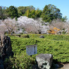 勧修寺の春その３