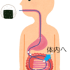 ただ語りたい。栄養素が、からだの中に入る場所は、口ではなく小腸なのです。からだの外に出る場所は、おしりではなく腎臓なのです。