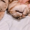撫でられて満足そうなニナちゃん、🥹