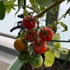 ベランダ菜園@夏作77日目、トマト②初収穫！