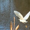  乙戸沼公園の白鷺（土浦市）～つくば市とその周辺の風景写真案内（６８３）