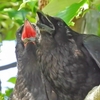 カラスの雛！ムクドリ巣立ち、カルガモ親子31日目　5月30日今日撮り野鳥動画まとめ