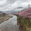 現実逃避の旅ー静岡河津桜ー