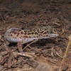 野生のヒョウモントカゲモドキを探す