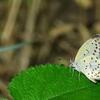 シジミチョウが飛び交う