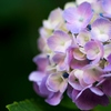 Memory of Hydrangea