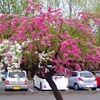 桜前線は去ったけど…