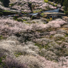 奈良吉野・賀名生梅林