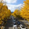 甲州街道、御陵参道、陵南公園の紅葉が見頃です 2022.11.12