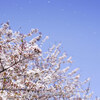 【実籾】綺麗に散るソメイヨシノの桜吹雪を撮りたい。April 2017