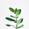 【観葉植物の魔術】15%アップ！良い企画は緑から生まれる