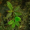 Homalomena cf squamis-draconis"Pochita" from Riau【AZ0123-6】