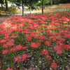 『墓地には、彼岸花が、赤い布のように咲き････』