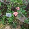 大阪・京都へ出かける～3度目の京都府立植物園　3