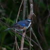 2022.08　ルリビタキ，ソウシチョウ (Red-flanked bluetail, Red-billed Leiothrix)@山梨県