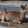 【観光客減少】奈良の鹿は危機的状況なのか？ 2020/3/26 奈良①