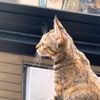 【神々しいニャルソック】保護猫 子猫のエル 成長記録 生後5ヶ月