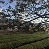 津市　美杉・三多気の桜