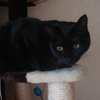 今日の黒猫モモさんの動画ー１９７