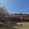 北本市高尾でソメイヨシノ等の花見