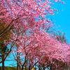 今日が絶好の花見日和だったかな