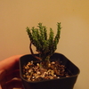 Euphorbia colliculina 成長記(2018.10.9)