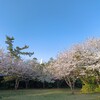 野島崎灯台、お花見日和。2025年4月９日（水）桜、開花状況（南房総市白浜町）