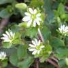 目を凝らして見る春先の野の花