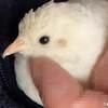 なでざんまい #ヒメウズラ