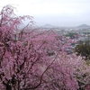 ２０２３桜を見る ～ 大神神社・長谷寺