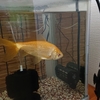 寒波が来てヒーターの温度を下げた