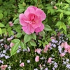 ロサ・キネンシス・オールド・ブラッシュ　Rosa chinensis Old Blush