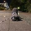 雨上がりの夜ん歩。