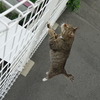 7月前半の #ねこ #cat #猫 その3
