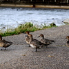 手賀沼公園を散歩するオナガガモ