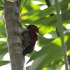 シマベニアオゲラ(Banded Woodpecker)