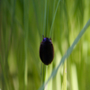 ヒメゲンゴロウ Rhantus suturalis