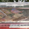 【釣り】今年初のタナゴ釣りに行ってきた