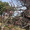 吉野川市の梅・・・長閑な週末に咲き始める
